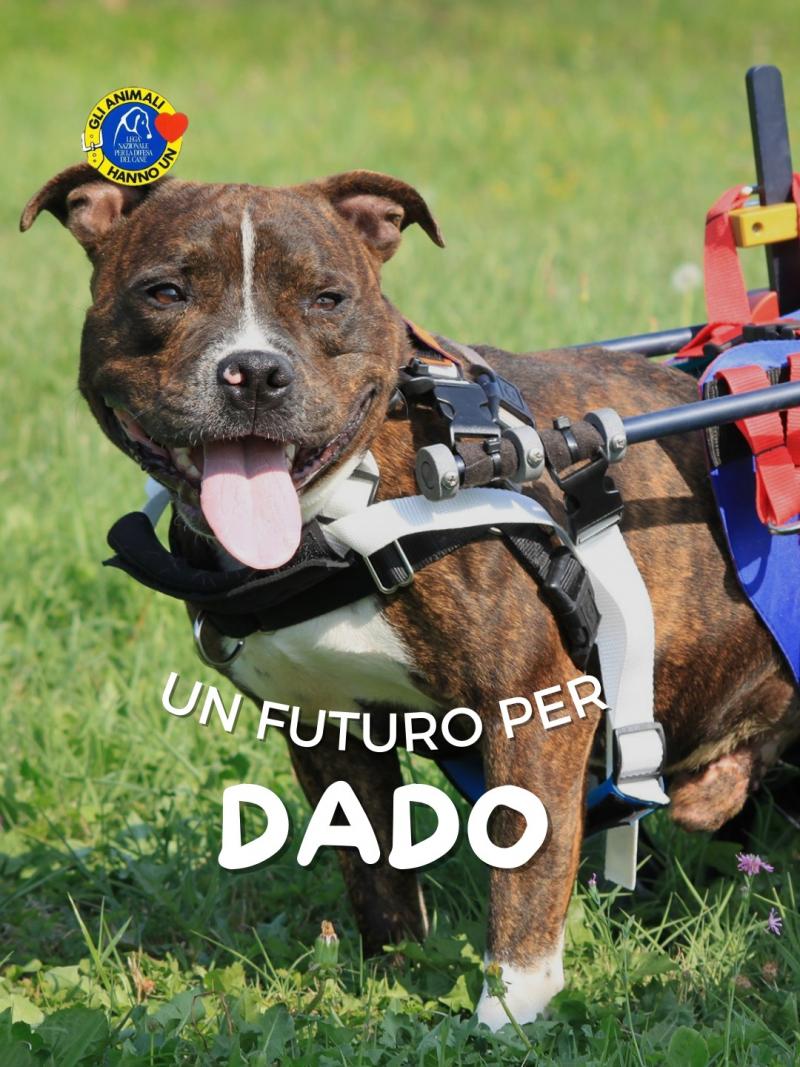 Un futuro per Dado: la sua lotta continua grazie a voi 🐾