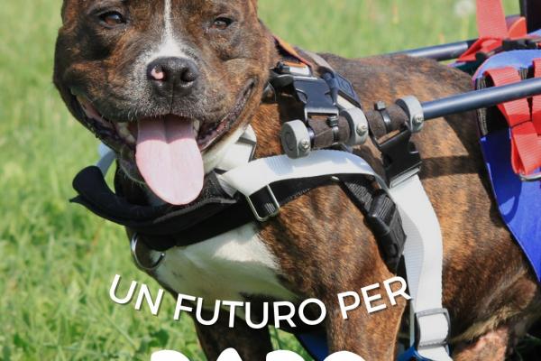 Un futuro per Dado: la sua lotta continua grazie a voi 🐾